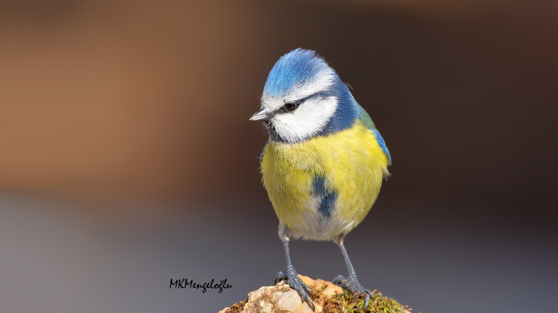 Eurasian Blue Tit